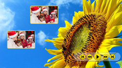 Sonnenblume